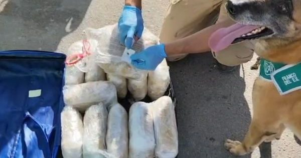 [VIDEO] OS7 de Carabineros asegura más de 13 kilos de marihuana en operativa en Lampa.