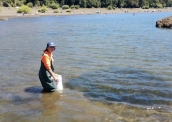 Ambientalista advierte sobre la invasión de una perjudicial planta acuática en los lagos Villarrica y Caburgua – LAVOZDEPUCON