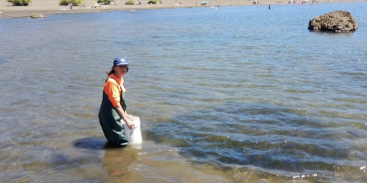 Ambientalista advierte sobre la invasión de una perjudicial planta acuática en los lagos Villarrica y Caburgua – LAVOZDEPUCON