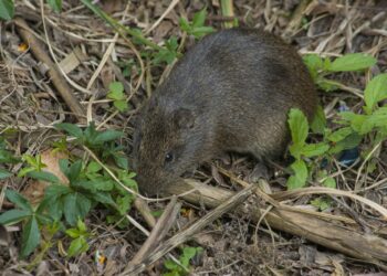 Aumenta el riesgo de virus Hanta en el Maule debido a actividades recreativas.