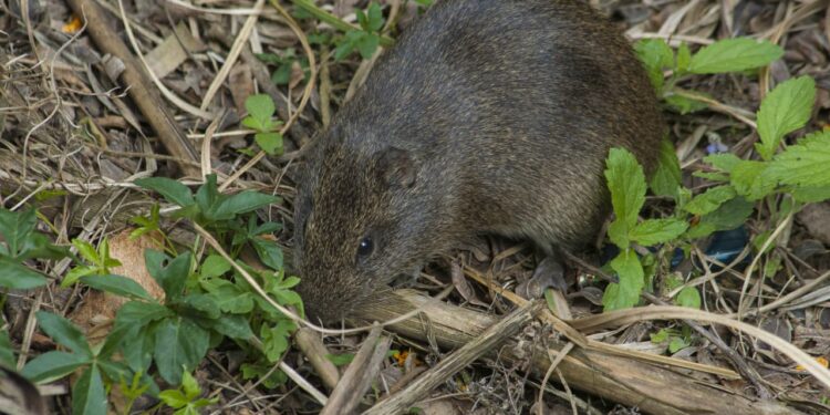 Aumenta el riesgo de virus Hanta en el Maule debido a actividades recreativas.