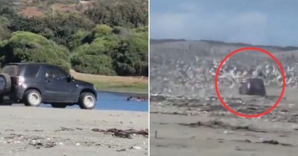 [VIDEO] Indignación por auto que entró a la zona protegida del humedal de Quintero