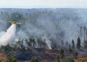 Ipsos: El 72% de los chilenos opina que los incendios en Ñuble y Biobío fueron provocados.
