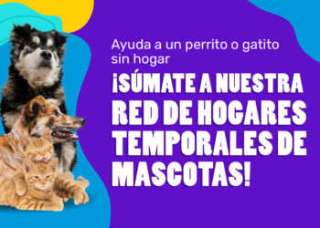 Municipalidad de Maipú pone en marcha Red de Hogares Temporales para mascotas rescatadas y en adopción.