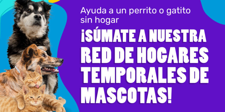 Municipalidad de Maipú pone en marcha Red de Hogares Temporales para mascotas rescatadas y en adopción.