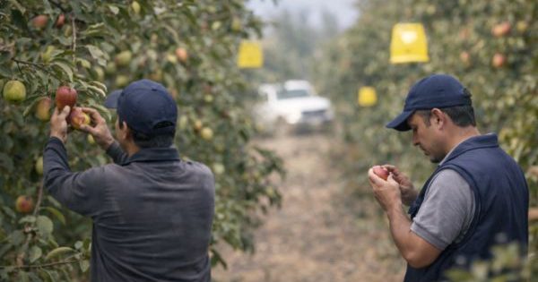 SAG intensifica el monitoreo tras el hallazgo de mosca de la fruta en Batuco.