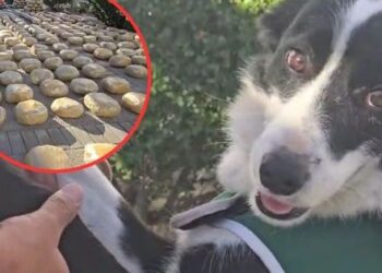 Con apenas un mes en funciones: perro del OS7 halla más de una tonelada y media de droga.