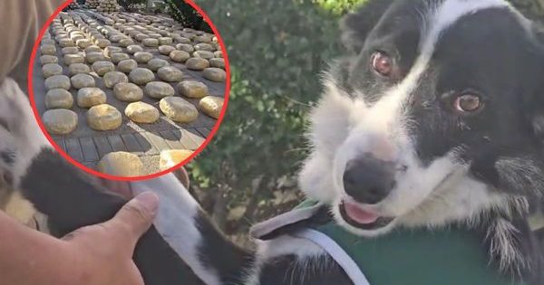 Con apenas un mes en funciones: perro del OS7 halla más de una tonelada y media de droga.