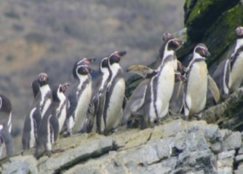 Declaran al pingüino de Humboldt como Monumento Natural en Chile.