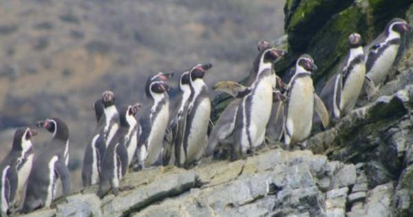Declaran al pingüino de Humboldt como Monumento Natural en Chile.