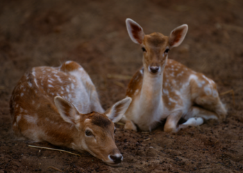 Estados Unidos podría sacrificar alrededor de 2,000 ciervos para nutrir a los cóndores.